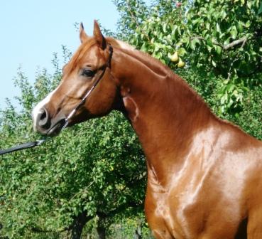 SRF Barolo